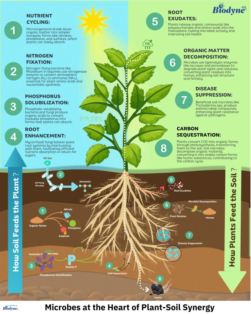 plant and microbes

