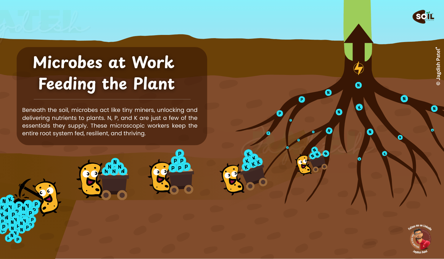 Soil microbes feeding plant roots illustration
