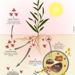How soil handles pollutants