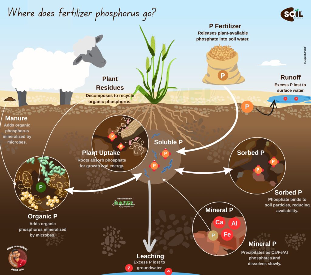 Infographic of fertilizer phosphorus management cycle showing plant uptake, organic phosphorus, soluble phosphorus, sorbed phosphorus, mineral phosphorus fixation with calcium aluminum and iron, runoff, and leaching pathways in soil