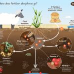 Infographic of fertilizer phosphorus management cycle showing plant uptake, organic phosphorus, soluble phosphorus, sorbed phosphorus, mineral phosphorus fixation with calcium aluminum and iron, runoff, and leaching pathways in soil