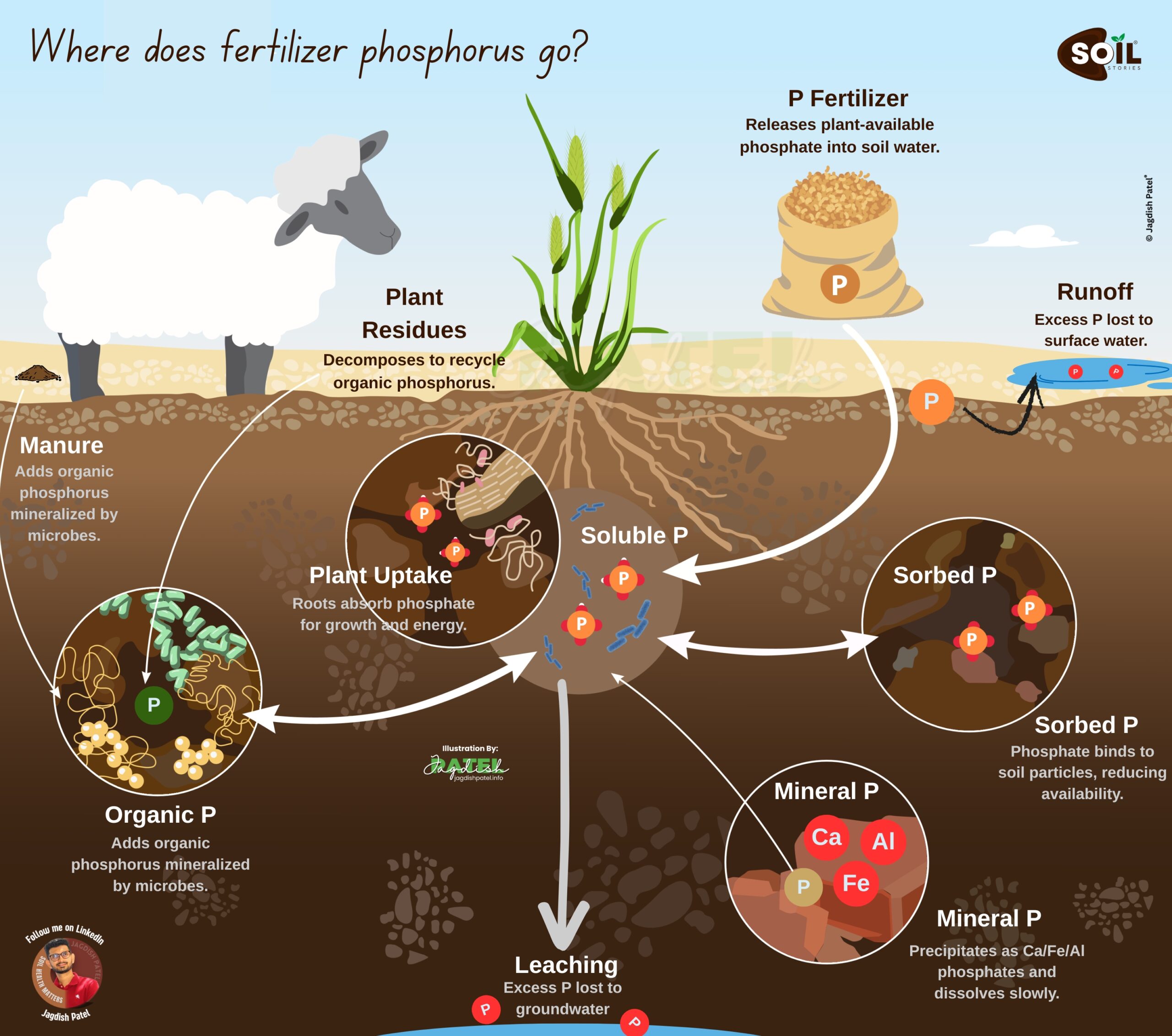 Infographic of fertilizer phosphorus management cycle showing plant uptake, organic phosphorus, soluble phosphorus, sorbed phosphorus, mineral phosphorus fixation with calcium aluminum and iron, runoff, and leaching pathways in soil