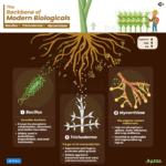 Plant roots interacting with soil microorganisms illustration