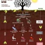 Soil food web showing microbes and nutrient flow