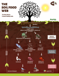 Soil food web showing microbes and nutrient flow