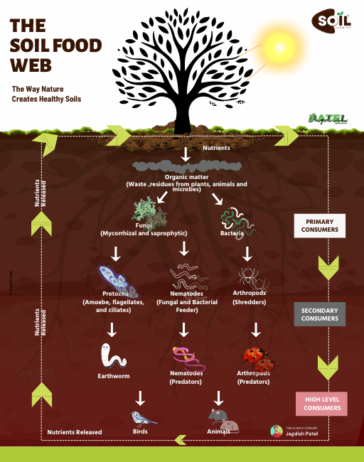 Soil food web showing microbes and nutrient flow