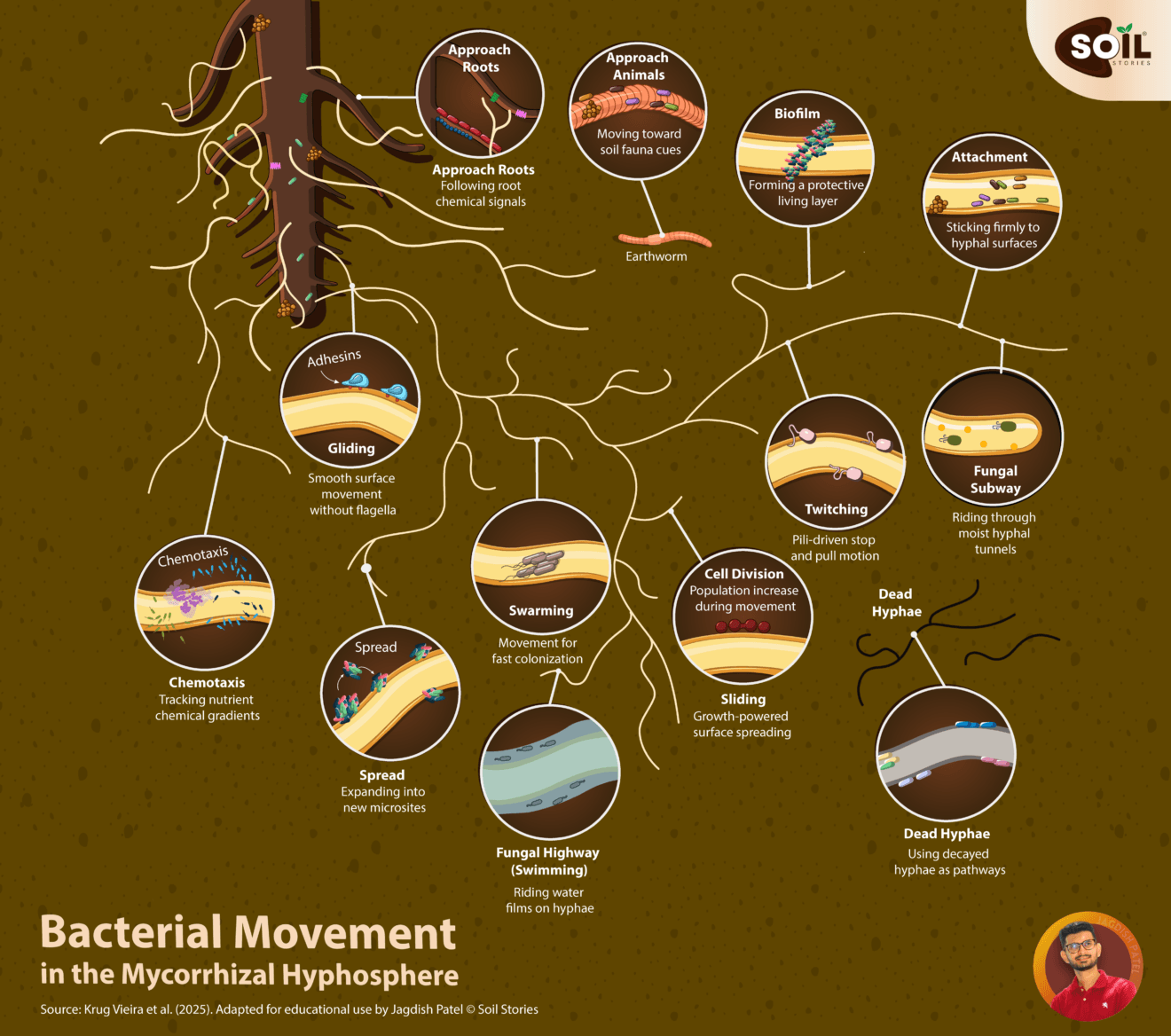 Is your soil really alive? The mycorrhizal hyphosphere tells the truth