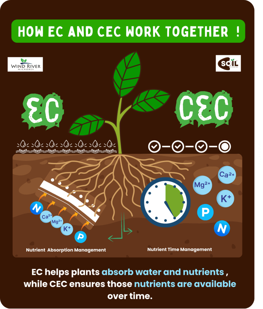 Relationship between electrical conductivity and cation exchange capacity showing nutrient movement and storage in soil