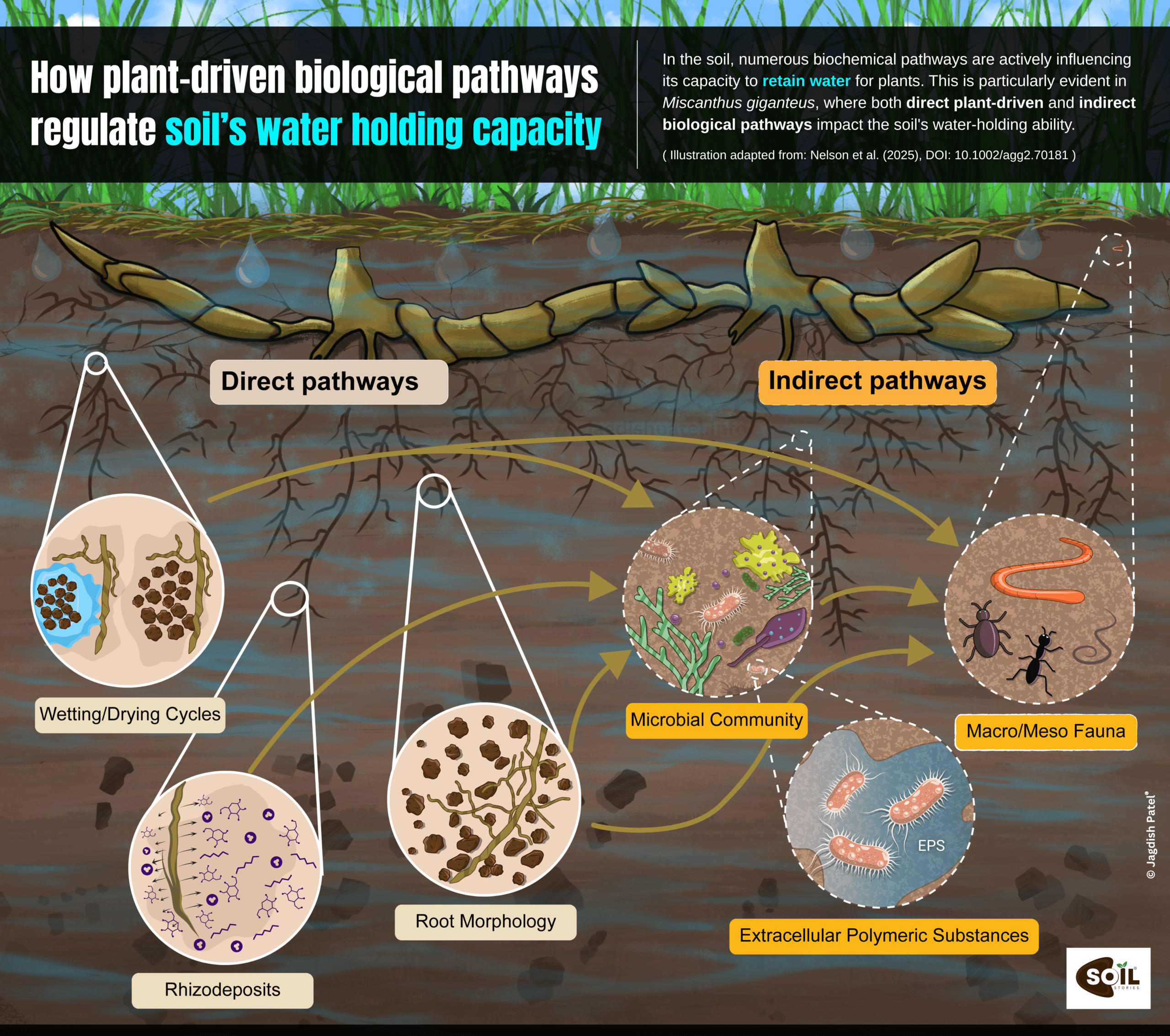 How plant-driven biological pathways regulate soil water-holding capacity illustration by Soil Stories