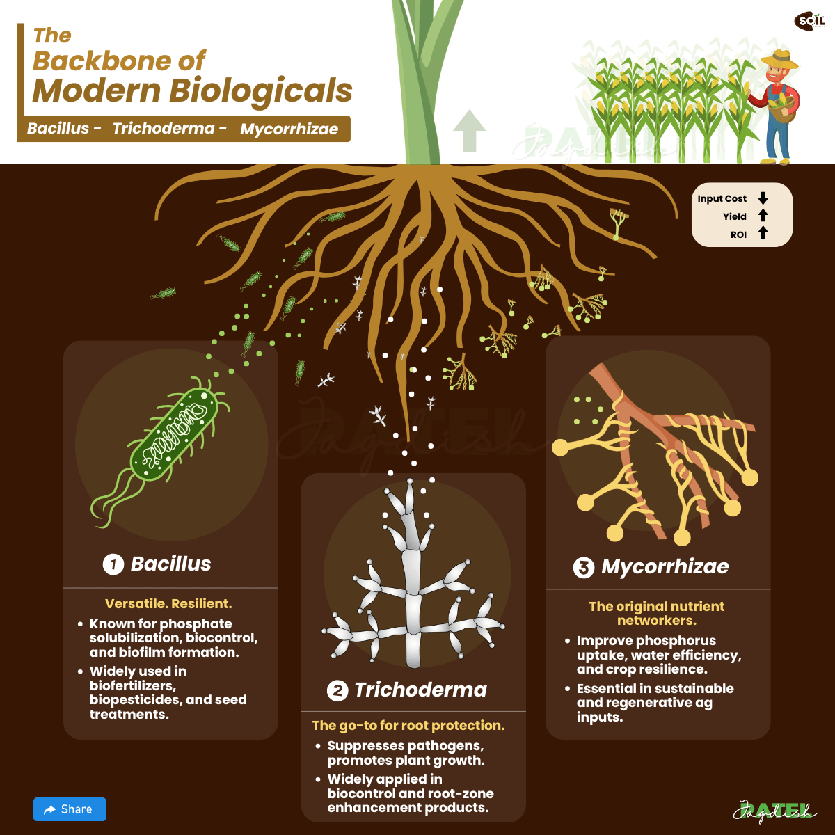 Backbone of modern biologicals science illustration by Soil Stories