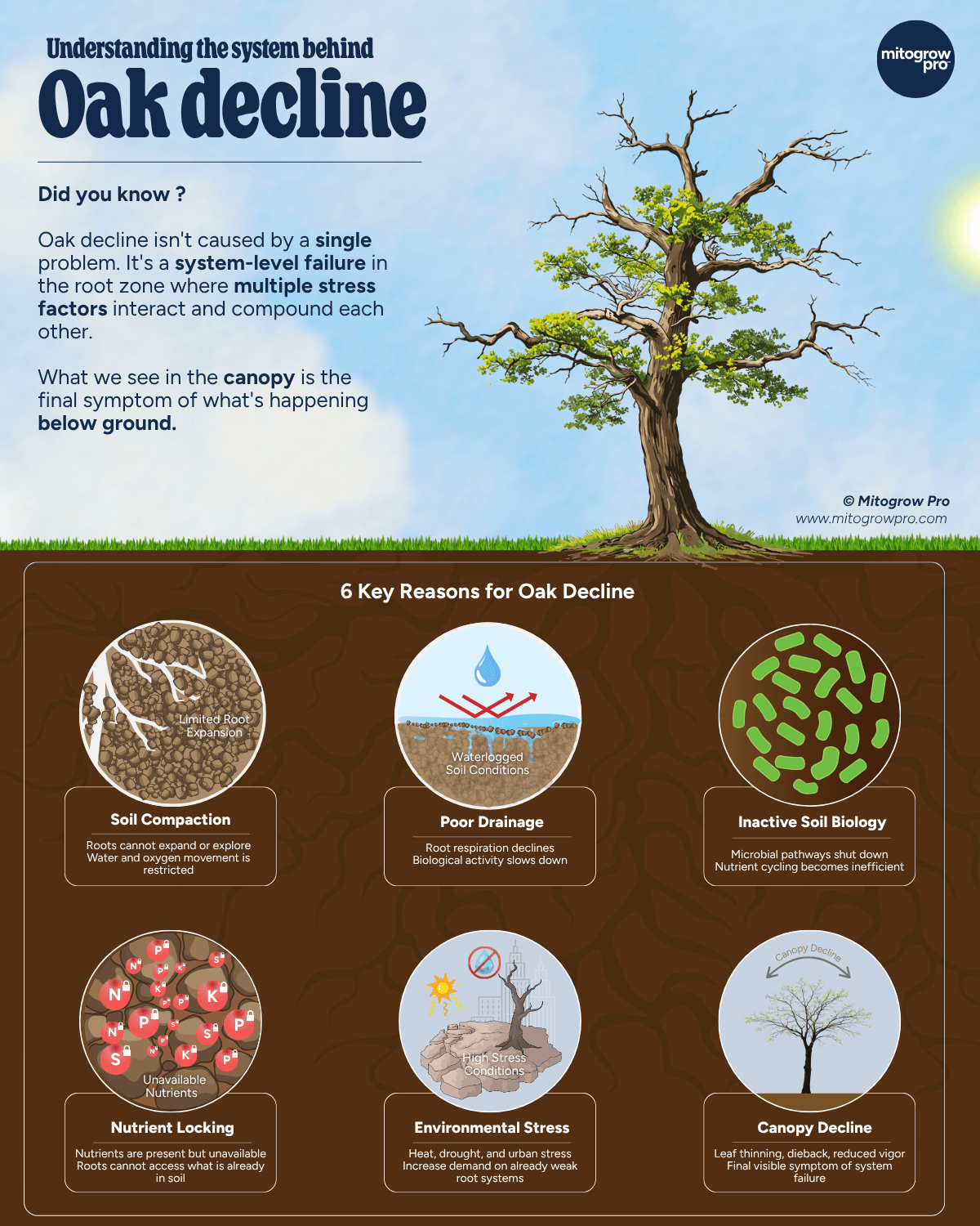 Oak Decline - LinkedIn Visual - Scientific illustration by Jagdish Patel Soil Stories