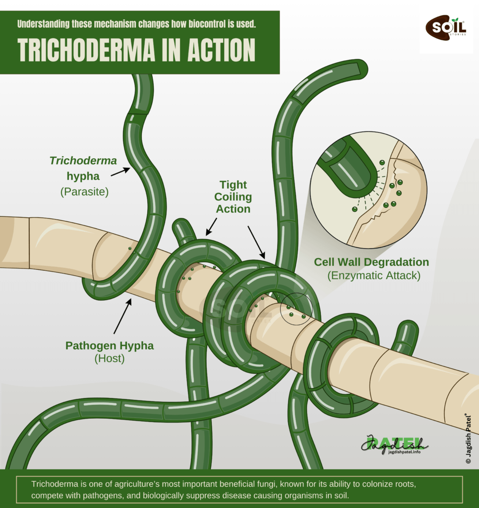 Trichoderma mycoparasitism mechanism - hyphal coiling and cell wall degradation illustrated