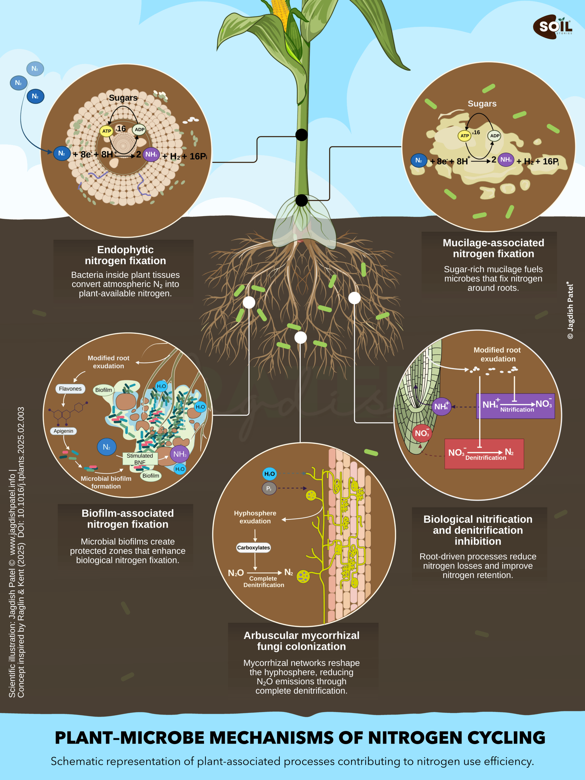 Plant-microbe mechanisms of nitrogen cycling science illustration by Soil Stories