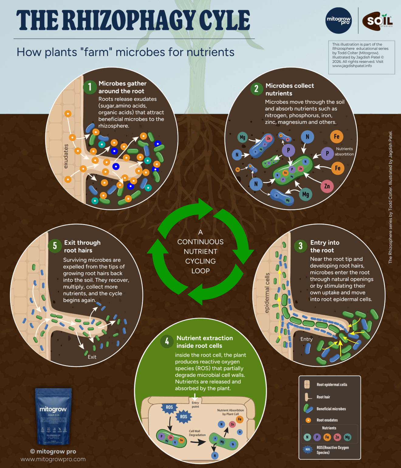 Rhizophagy cycle diagram showing five stages of plants extracting nutrients from soil microbes