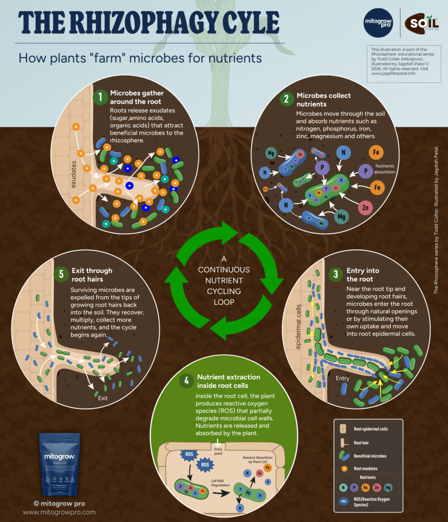 Rhizophagy cycle diagram showing five stages of plants extracting nutrients from soil microbes