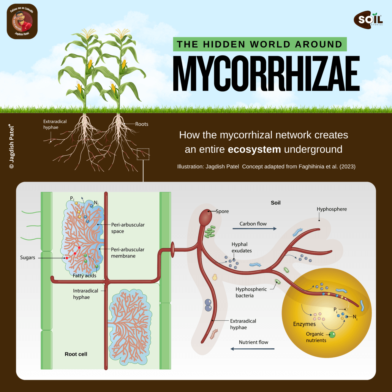 Mycorrhizal nutrient exchange diagram showing arbuscules, peri-arbuscular membrane, extraradical hyphae and hyphosphere bacteria