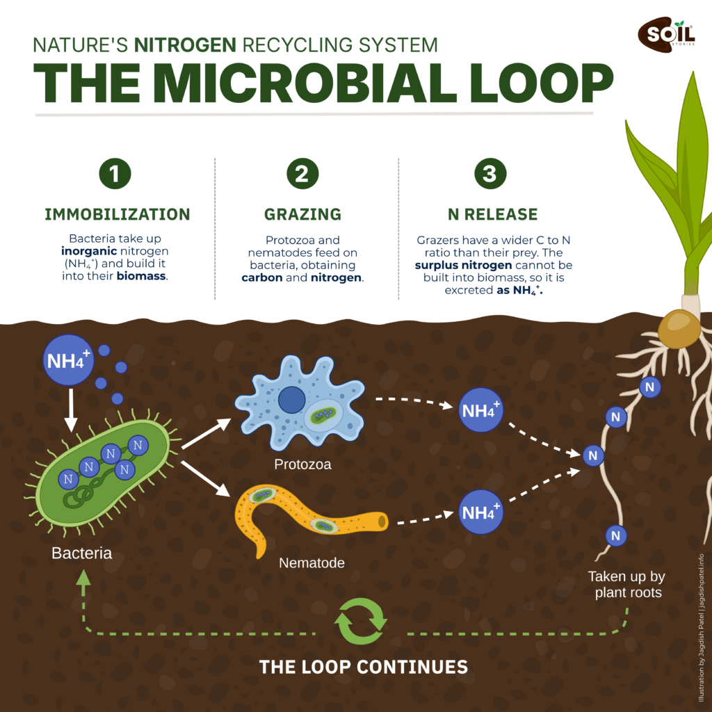 THE MICROBIAL LOOP Nitrogen immobilization in soil shown as bacteria taking up mineral nitrogen and protozoa releasing ammonium after grazing
