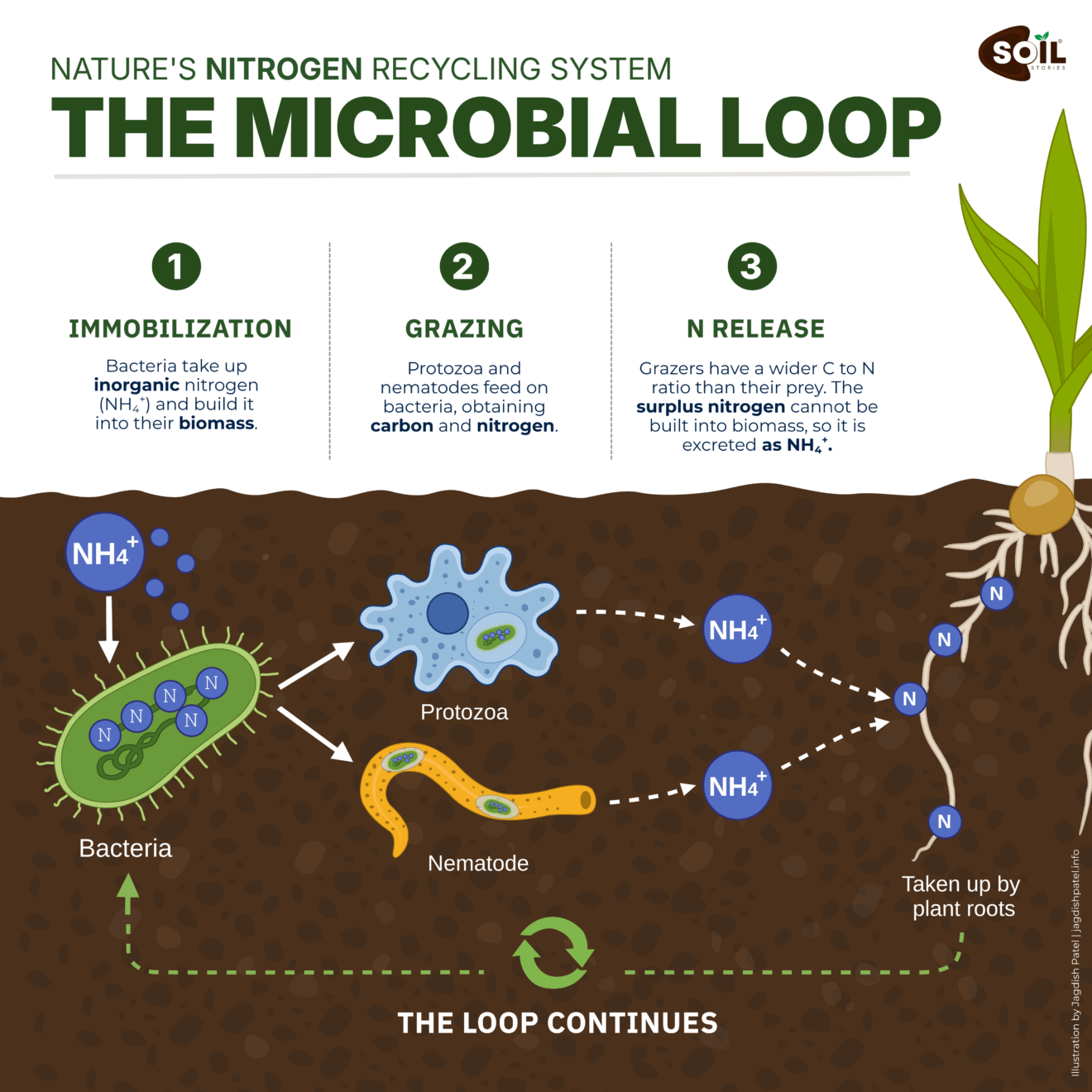 Nitrogen immobilization in soil shown as bacteria taking up mineral nitrogen and protozoa releasing ammonium after grazing