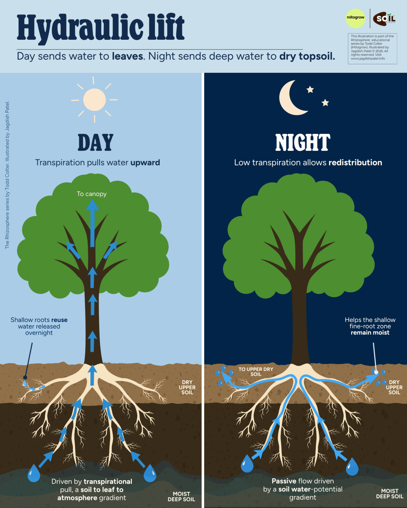 Hydraulic lift infographic showing transpiration pulling water upward by day and deep roots moving water into dry topsoil at night